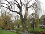 North Hagley Park, Christchurch